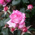 Les roses du haras de Lamballe 