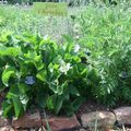 Visite ce matin d' un petit potager écologique