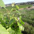 Vu dans les vignes