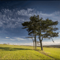 les pins dans la Baie de la Somme (3)