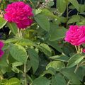 Une incontournable rose ancienne à l'incroyable parfum
