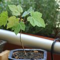 Acer pseudoplatanus / Erable sycomore