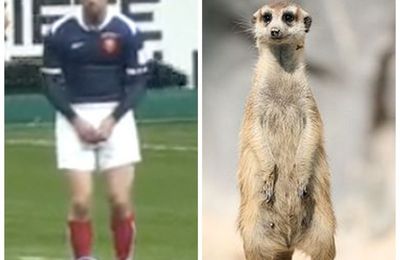 Flex sur ses appuis tel un suricate sauvage