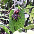 Dans la jungle, le long de la rivière Couleuvre