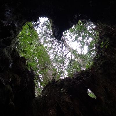 Yakushima, la mémoire de la forêt ancestrale
