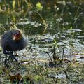 çà s'active sur les rives détrempées de la ballastière de Bischheim (Alsace)