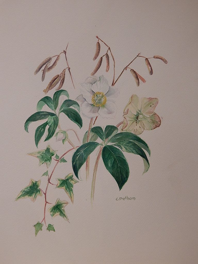 Hellébore, chatons et lierre, aquarelle sur papier Arches grain fin 300 gr