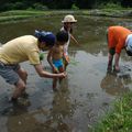 plantation des plants du riz 田植え