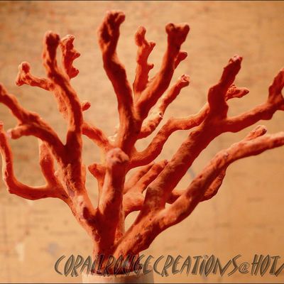 PETITE HISTOIRE DU CORAIL ROUGE