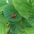 Une coccinelle à Ostring