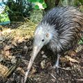 Se sont peut-être demandé si les kiwis mangeaient des kiwis