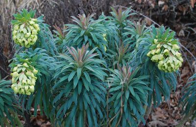 Euphorbia characias subsp wulfenii