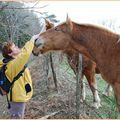 La femme qui parlait aux naseaux des chevaux!