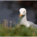 Tête à tête avec le Goeland argenté