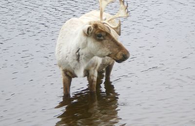 Lac St-Jean / Zoo St-Félicien