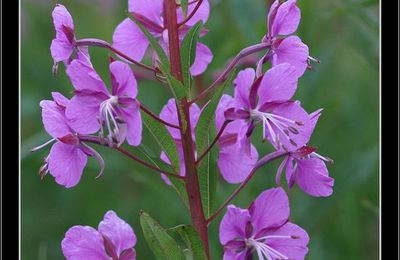 Les fleurs sauvages