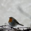 Les oiseaux sous la neige 