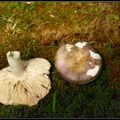 Scotish mushrooms