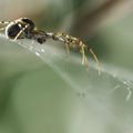 ARACHNIDES