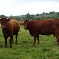 Ah les belles vaches !
