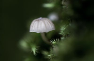 Sombre cueillette ...