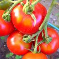les tomates bio de Prunille