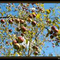 Pommes sauvages sous ciel bleu ...Maur