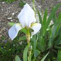 - MES IRIS AU JARDIN-