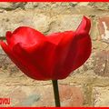 La tulipe............rouge 