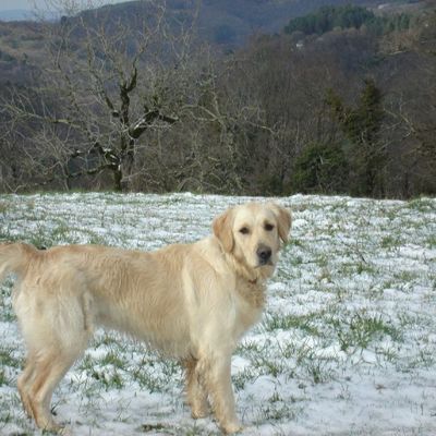 Fax a découvert la neige