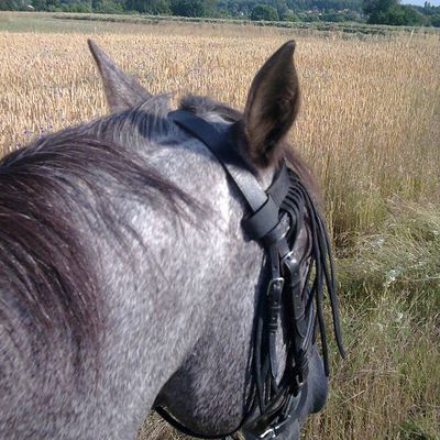 Soleil, vacances et champs de blés
