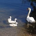 Cygne Tuberculé 