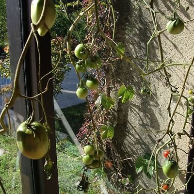 Faire murir vos tomates