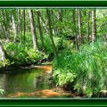 Cours d'eau en forêt