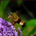 sphynx colibri