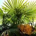 Le palmier à chanvre