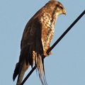 Buse variable posée