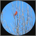 Première randonnée sous le chant d'un superbe cardinal....