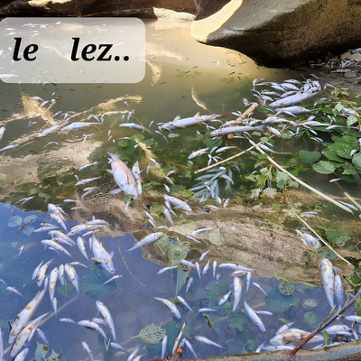 Catastrophe sur le Lez et la Berre !!!