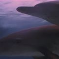 Vidéo : dauphins et orques, la perte de liberté, VS de la Dolphin Connection