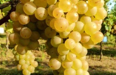 On essaye la culture des vignes avec Viticabrol