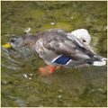 Sur les bords du Gardon