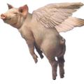 The Pig Flu Over The Cuckoo's Nest