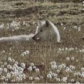 Bonjour les p'tits loups, Permettez-moi de vous