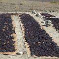Lundi matin : visite des vignes à Karacaören 