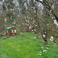 Dernière semaine de mars dans le jardin 