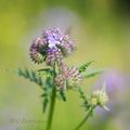 La phacélie, une fleur mellifère ...