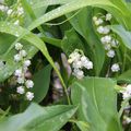 Muguet humide!