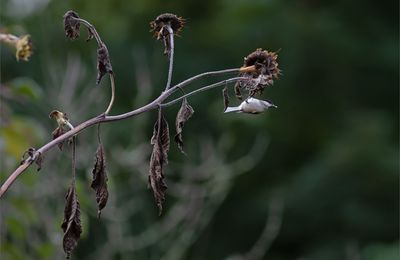 Dernières graines ...