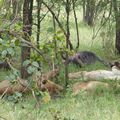 Lions 6 - Afrique de l'Est